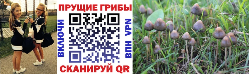 наркота  Куйбышев  кракен tor  Псилоцибиновые грибы Psilocybine cubensis 